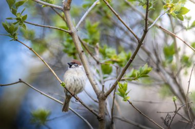 A closeup shot of the Eurasian tree sparrow perched on the tree. Moscow, Russia