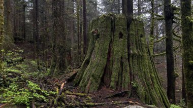 A big mossy tree stump in the green forest on a cloudy day