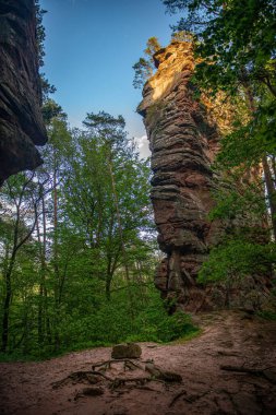 A green dense forest with natural rock formations