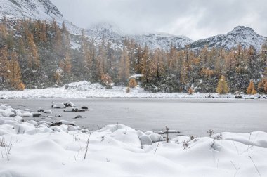 Ağaçlarla çevrili güzel bir kış manzarası.