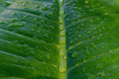 A macro shot of a green leaf with fresh rain drops
