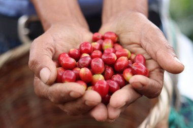 A closeup shot of human hands holding red coffee beans