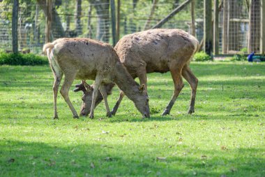 The two brown deer grazing in the green field in Haag zoo
