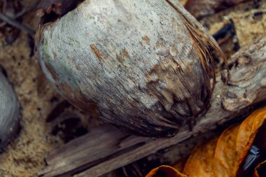 Hindistan cevizi detaylarının yakın çekimi