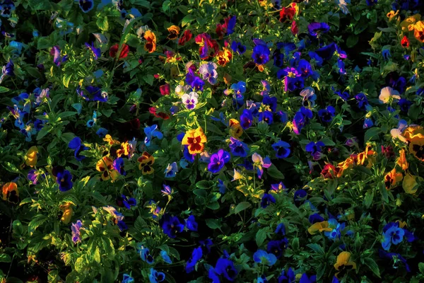 Colorful Flower Bed Petunias Different Colors — Stock Photo, Image