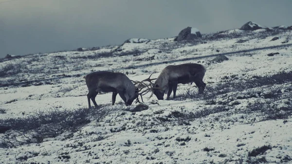 Les Deux Rennes Rangifer Tarandus Norvège Sur Champ Neige — Photo