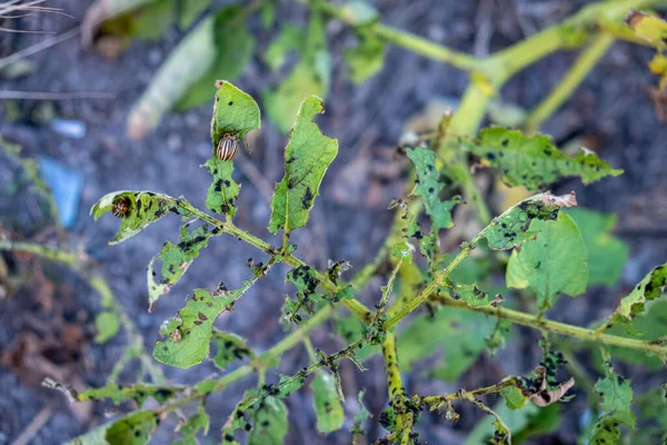Selective Focus Potato Plant Infected Potato Beetles — Stock Photo, Image