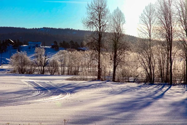 Egy Alacsony Szögű Felvétel Egy Gyönyörű Erdőről Télen — Stock Fotó