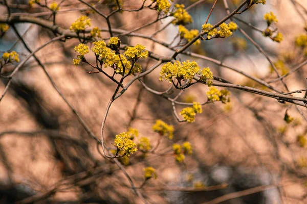 A branches with flowers cornel (Cornus mas) blooms in the wild. Early spring flowers