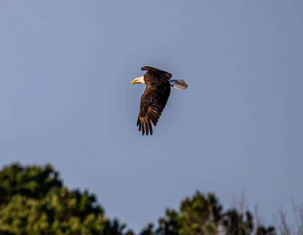 Beautiful Shot Bald Eagle Flying Trees Blue Clear Sky — Fotografia de Stock