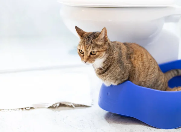 Tabby cat in a litter box inside a white and clean bathroom