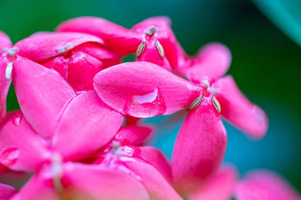 Macro Shot Details Pink Flower Fresh Rain Drops — Fotografia de Stock
