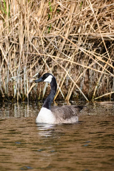 Вертикальный Кадр Канадского Гуся Branta Canadensis Плавающего Реке — стоковое фото