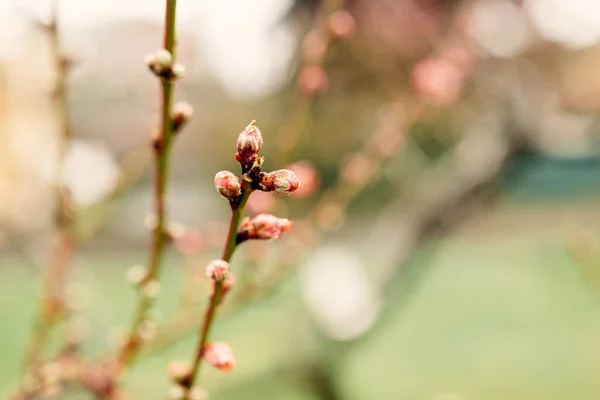 Closeup Picture Wild Plum Tree Buds Awesome Nature Flower Bud — Fotografia de Stock