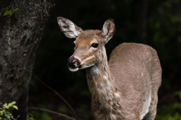 Closeup Deer Standing Next Tree Dark Forest — Stock Photo, Image