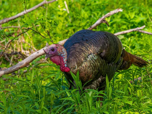 Selective Focus Shot Wild Turkey Standing Grass — Fotografia de Stock