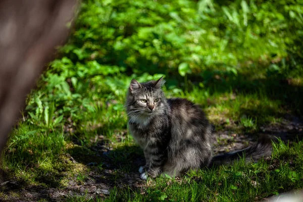 Gros Plan Mignon Chat Forestier Norvégien Assis Dans Jardin — Photo