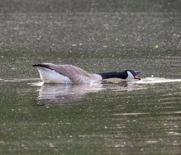 加拿大鹅的特写镜头 在水面上的Branta Canadensis 选定重点 — 图库照片