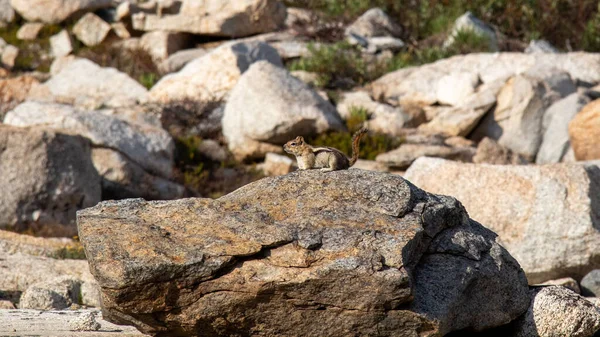 Beautiful Shot Colorado Chipmunk Sitting Rock Blurred Rocks — Foto Stock