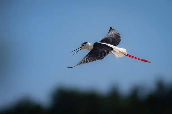 Selective Focus Shot Flying Stilt Sky — Stock Photo, Image