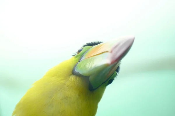 Closeup Shot Toucan Blurry Background — Fotografia de Stock