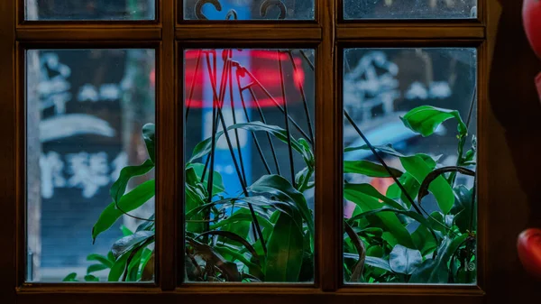 Soft Focus Potted Plants Hanging Cafe Window — Zdjęcie stockowe