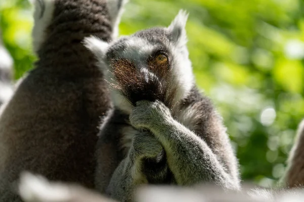 Cute Gray Lemur Liking Its Own Tail Blurred Background — Foto de Stock