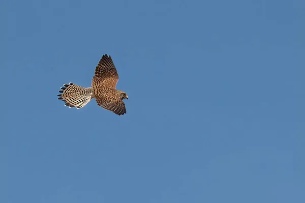 Beautiful View Kestrel Flying Blue Sky — Fotografia de Stock