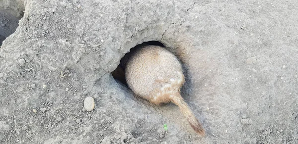 Cane Preghiera Giorno Estate Sulla Steppa — Foto Stock