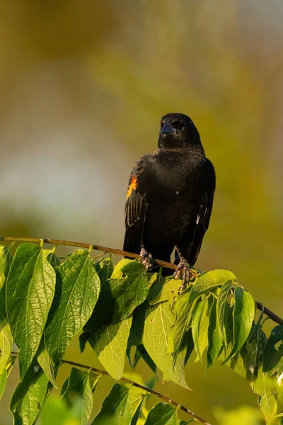 太陽の光の下で木の緑の枝に赤い翼の黒い鳥の垂直閉鎖 — ストック写真