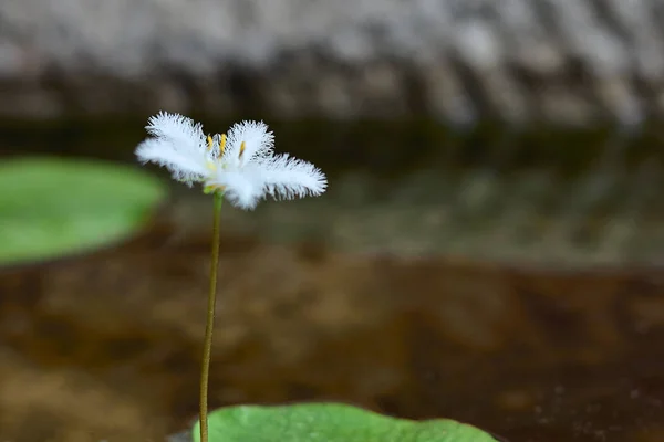 庭の池に生えている雪の結晶の花の選択的焦点ショット — ストック写真