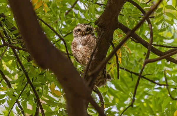 Een Prachtige Gevlekte Uil Verborgen Een Boom Een Bos — Stockfoto