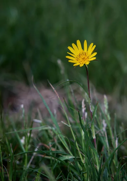 Vertical Closeup Shot Blooming Yellow Dandelion Field — Stockfoto