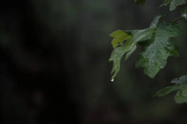 水滴のある緑の葉の選択 — ストック写真