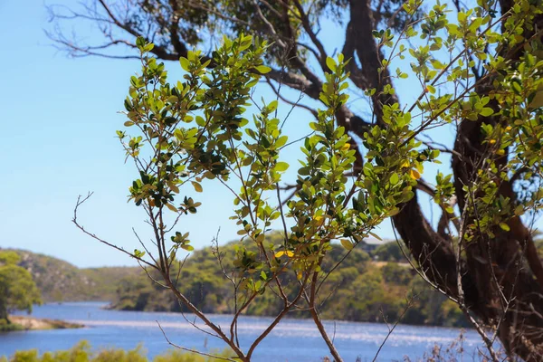 在湖水和风景的背景下 在树枝上的树叶的特写镜头 — 图库照片