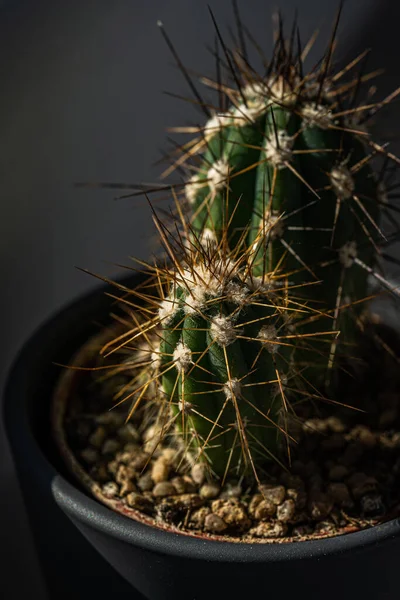 Pionowe Zbliżenie Ujęcia Kolczastej Doniczkowej Rośliny Kaktusa — Zdjęcie stockowe
