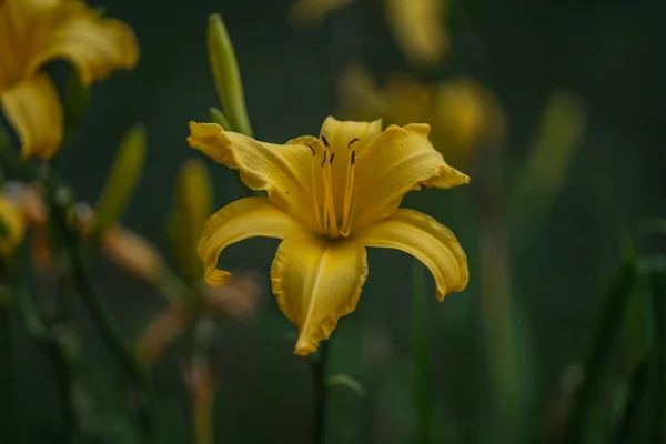 Tarladaki Sarı Çiçekleri Gösteren Seçici Bir Odak Noktası — Stok fotoğraf