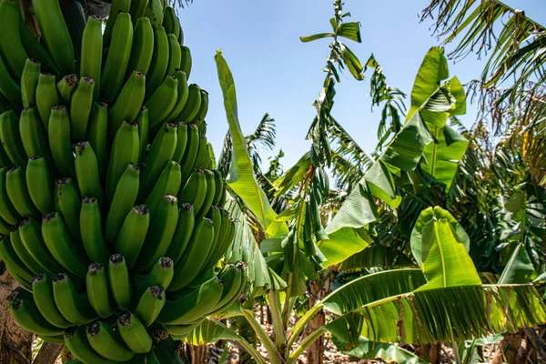 Scenic View Green Ripening Bananas Madeira Portugal Sunny Weather — Stock Photo, Image