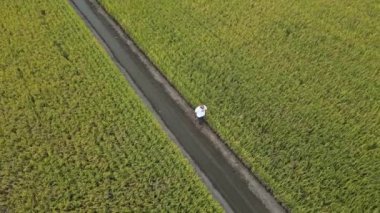 An aerial view of a person walking along the lush green agricultural fields