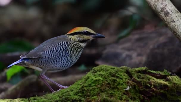 Oiseau Pitta Bleu Cherchant Nourriture Sur Une Bûche Mousseuse — Video