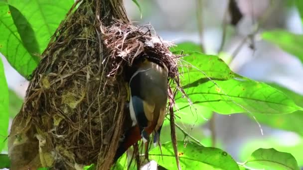 Petits Oiseaux Poitrine Argentée Qui Nourrissent Nid — Video