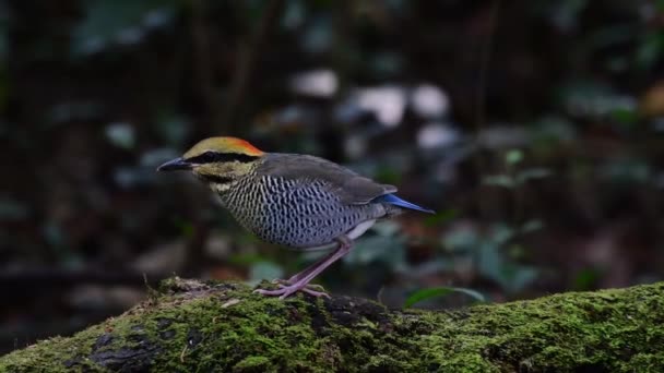 Pájaro Pitta Azul Buscando Alimento Tronco Musgoso — Vídeos de Stock