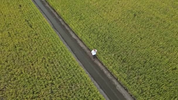 Aerial View Person Walking Lush Green Agricultural Fields — Wideo stockowe