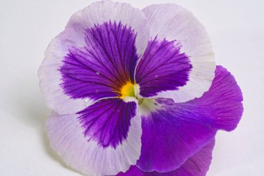 Close-up of a violet or pansy. Scientific name is Viola wittrockiana, white background
