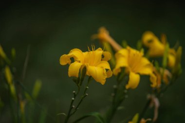 Tarladaki sarı çiçekleri gösteren seçici bir odak noktası.