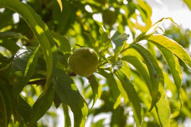 A closeup shot of a green Nectarine growing on a tree under the sunlight on blurred background