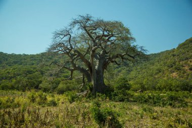A beautiful view of a big old multi branches tree on green meadows grass against a blue sky in Malawi lake, Africa