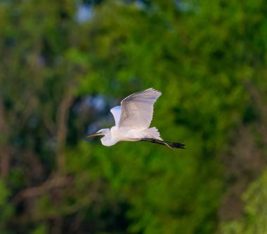 A closeup of a Great egret flying in the air on blurred green trees background