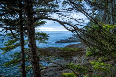 A beautiful view of seascape with trees in the foreground in West coast of Vancouver Island, British Columbia, Canada