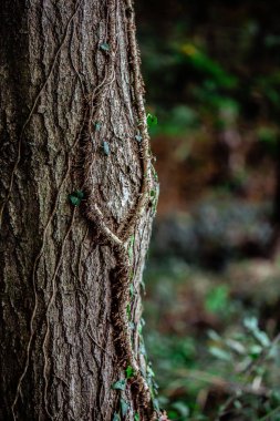 A selective focus shot of small ivy leaves on a tree trunk